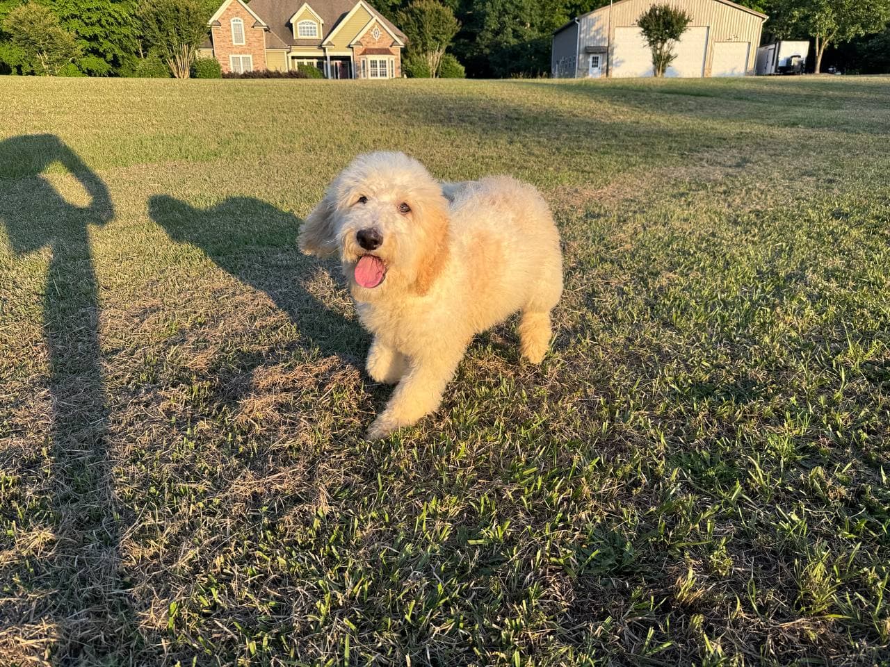 Prince