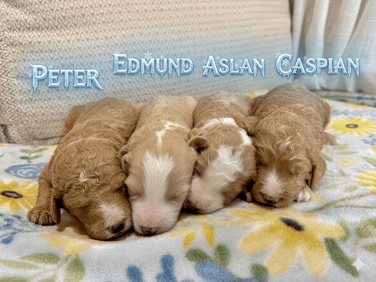 Mini Goldendoodle Males
