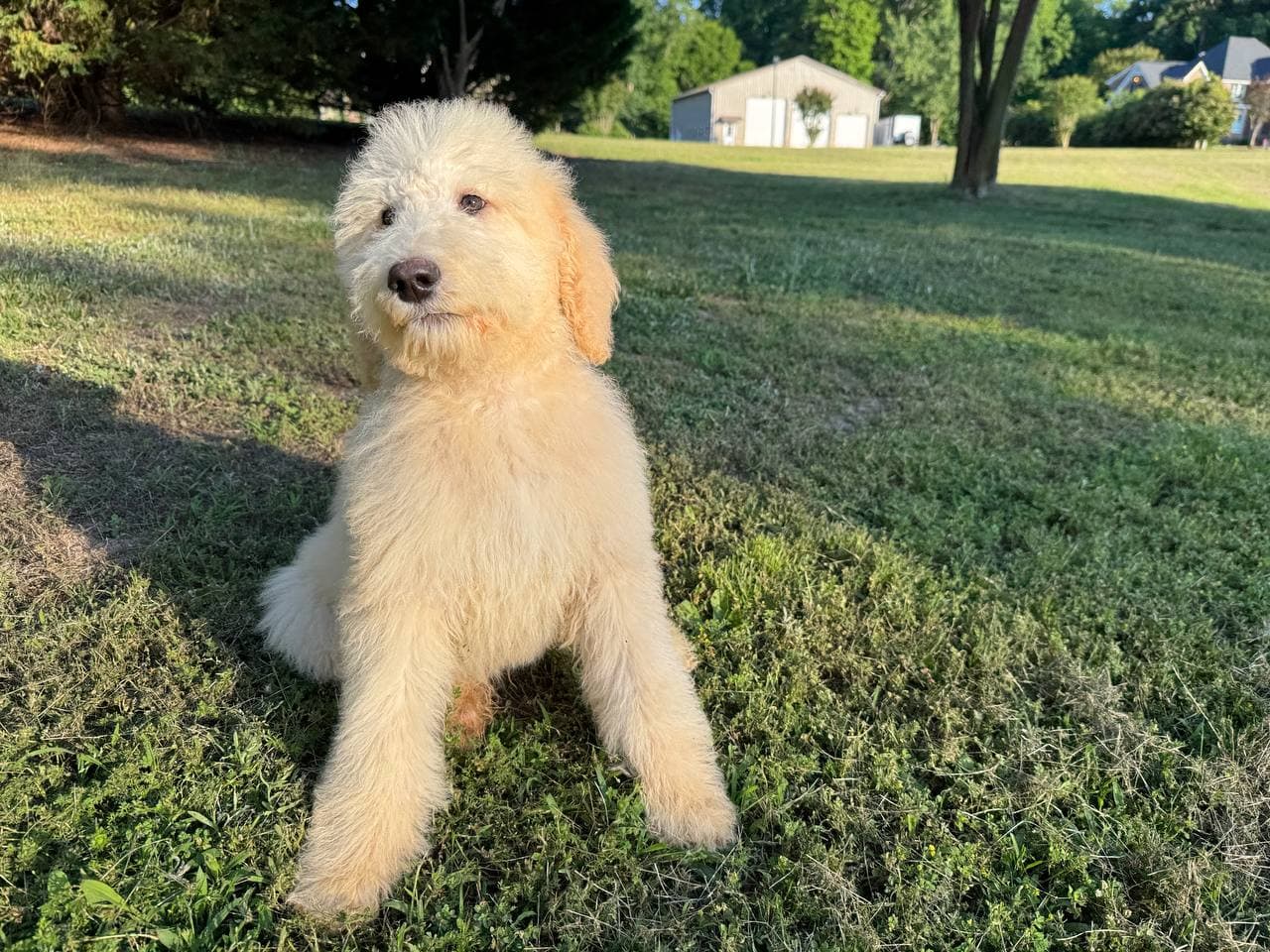 Judah